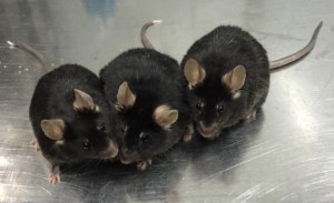 Ratolins de 12 mesos nascuts de l'esperma creat en el laboratori a partir de cèl·lules mare. / Xiao-YangZhao, Jiahao Sha,Qi Zhou