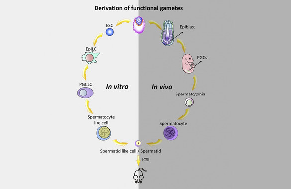 El gràfic representa el procés dut a terme en el laboratori per generar l'esperma a partir de cèl·lules mare embrionàries de ratolins. / Zhou, Wang, Yuan et al.