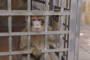El-trafico-ilegal-de-especies-condena-a-los-macacos-de-Gibraltar_image_380