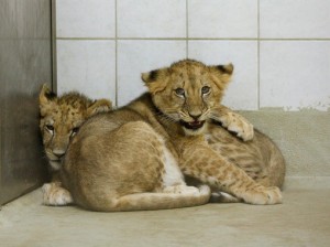 Elsa i Marley, les dues cries de lleó rescatades a Alemanya. / AAP Primadomus