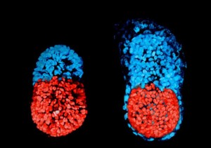 A l'esquerra, imatge de l'embrió de ratolí amb cèl·lules mare al cap de 96 hores. A la dreta, l'embrió de ratolí conreat in vitro durant 48 hores des de l'etapa de blastocist. La part vermella és embrionària i la blava, extraembrionària. / Sarah Harrison 
