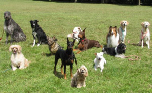Les races de gossos són molt diverses entre elles. / Dayna Dreger 