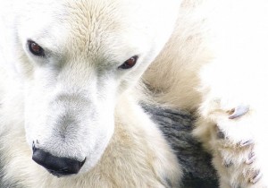 El pèl de l'ós polar tanca aire dins de cada fibra per aconseguir un bon aïllament tèrmic. / Arctic Wolf Pictures.