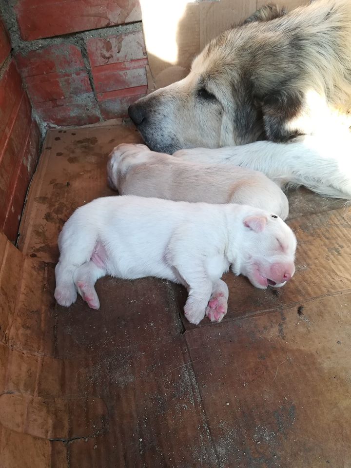 Gossets en adopció