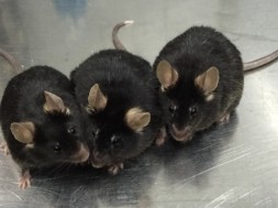 Ratolins de 12 mesos nascuts de l'esperma creat en el laboratori a partir de cèl·lules mare. / Xiao-YangZhao, Jiahao Sha,Qi Zhou