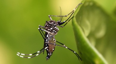 Aedes aegypti, el mosquito portador del virus. / Wikimedia