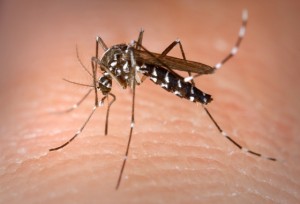 Femella de mosquit tigre ‘Aedes albopictus’ picant a un humà. / Wikipedia