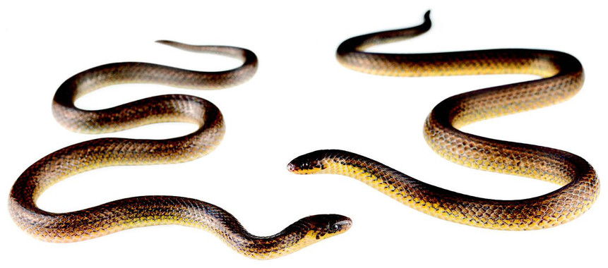 Una serp recentment descoberta ja està en perill crític d’extinció