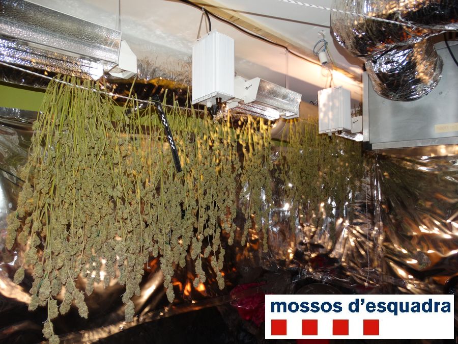 Els Mossos d’Esquadra desmantellen a l’Alt Empordà una plantació de marihuana valorada en més de 50.000 euros