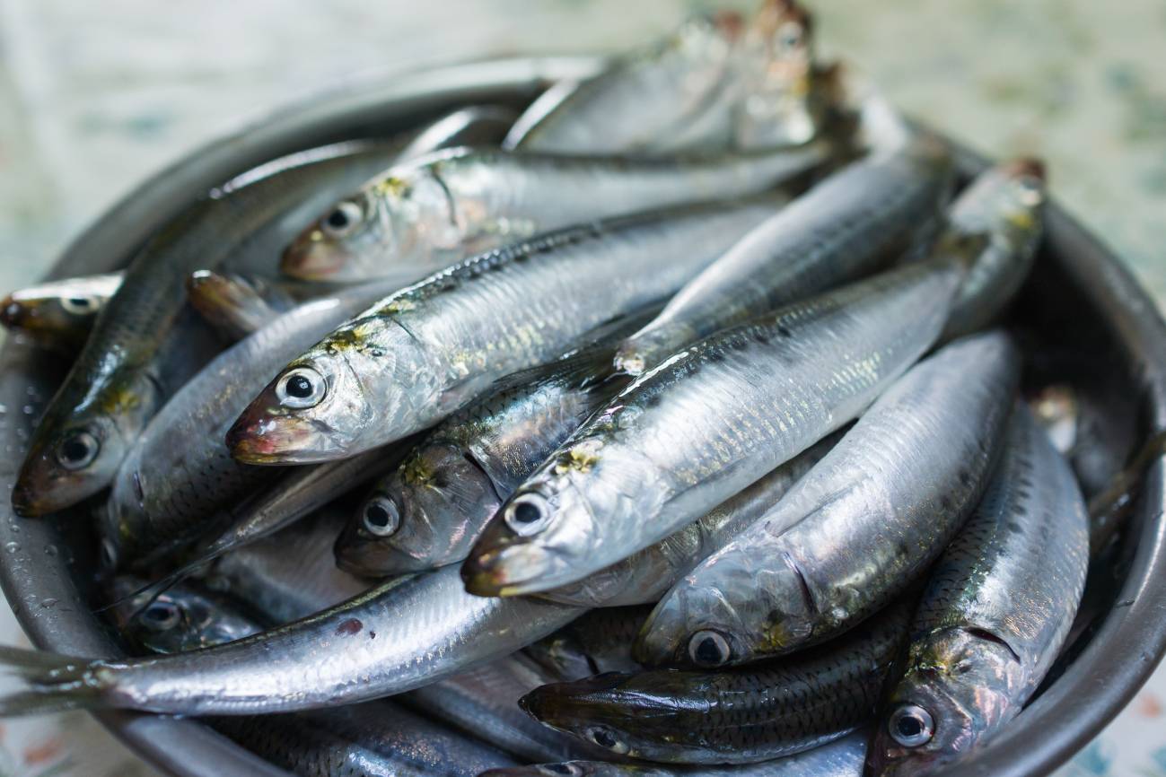 Més de la meitat de les sardines i anxoves del Mediterrani occidental tenen microplàstics en els seus intestins