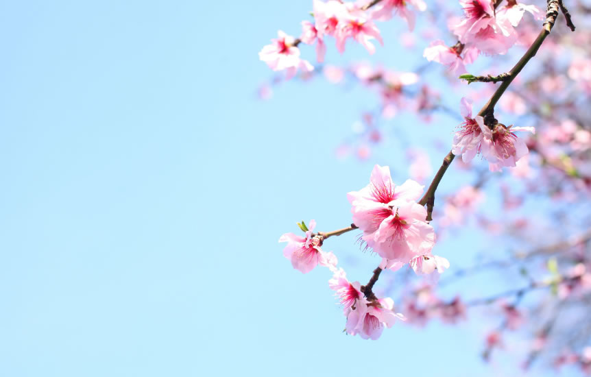 Demà dissabte entra la primavera