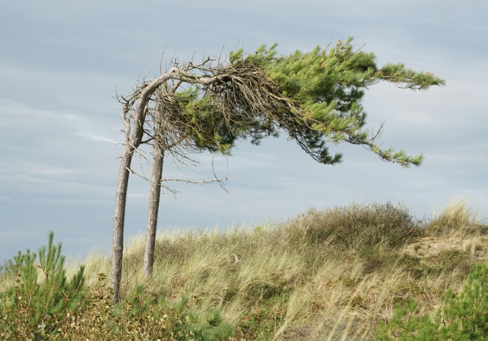 Alerta VENTCAT per la previsió de fortes ventades a gran part de Catalunya fins divendres