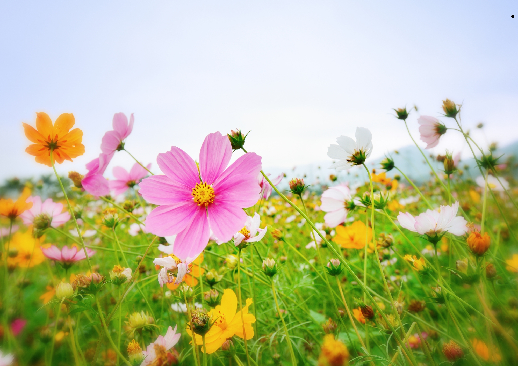 La primavera arribarà aquest divendres 20 de març amb dies més llargs i temperatures suaus