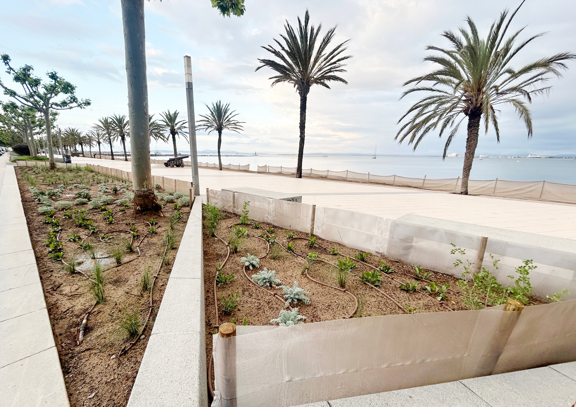 Els parterres del passeig Marítim es renoven amb espècies sostenibles i adaptades a l’entorn marí