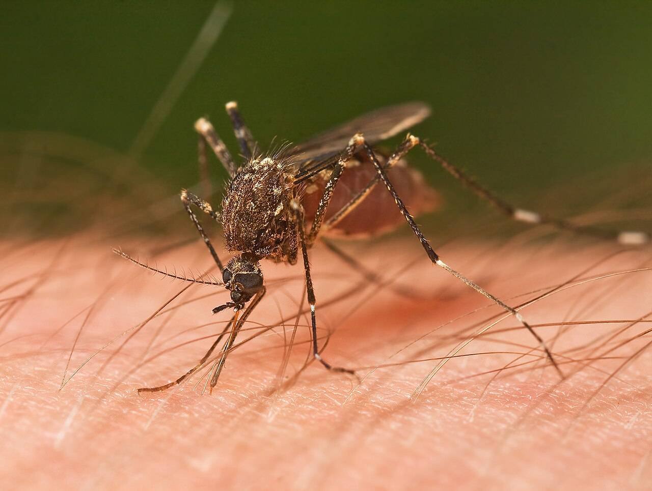 No és casualitat: per això els mosquits sempre et piquen a tu!