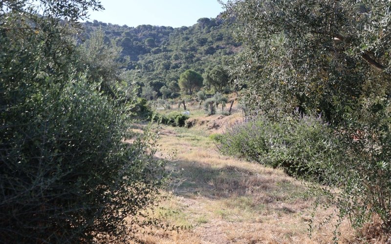 Roses condiciona anualment 680.000 m2 de franges de protecció contra incendis