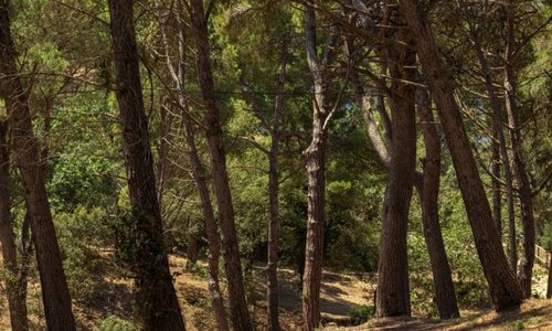 Acord per gestionar els boscos públics de Catalunya