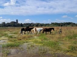 Cavalls pasturant a l’estany de la Vila de Castelló d’Empúries