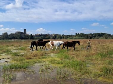 Cavalls pasturant a l’estany de la Vila de Castelló d’Empúries
