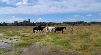 Cavalls pasturant a l’estany de la Vila de Castelló d’Empúries