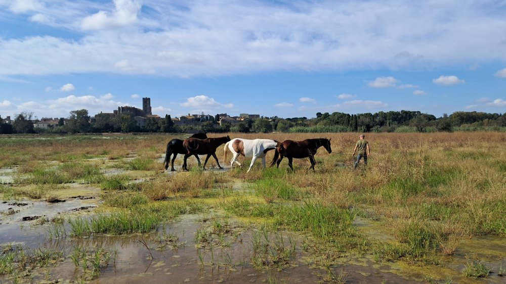 Cavalls pasturant a l’estany de la Vila de Castelló d’Empúries